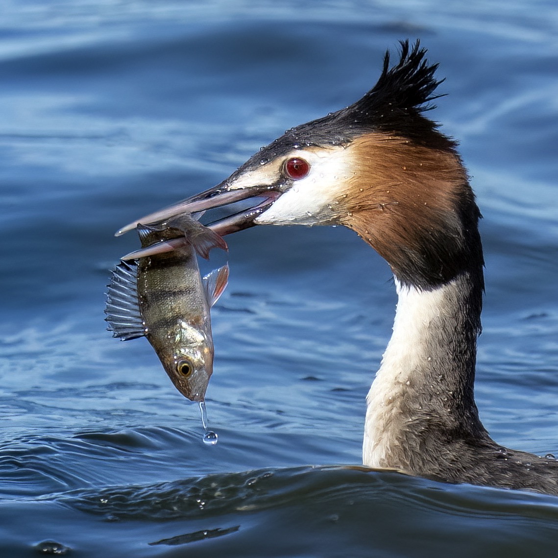 Perch for lunch yesterday and the same for breakfast today. The Great Crested Grebes are fishing well at Longham Lakes @swlakes @Natures_Voice @_BTO @SightingDOR @DorsetWildlife @DorsetBirdClub #fishing #breakfast #SundayMorning #wildlifephotography #NaturePhotography #sonya1