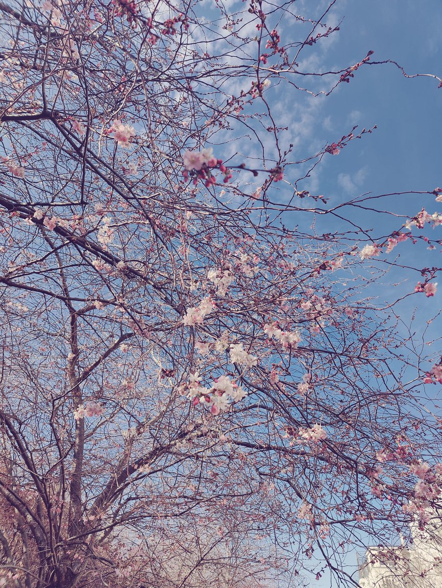 Nog even... en dan is het bloeiseizoen van de Japanse kersenbloesembomen (de 'Sakura') die Japan begin jaren '90 aan de stad Berlijn schonk om langs de Berliner Mauerweg te planten AAN! 🌸 #berlinblossom