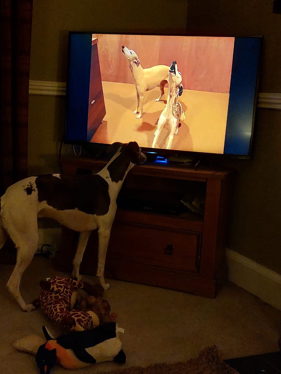 Watching fellow whippets at Crufts! I coulda been a contender…