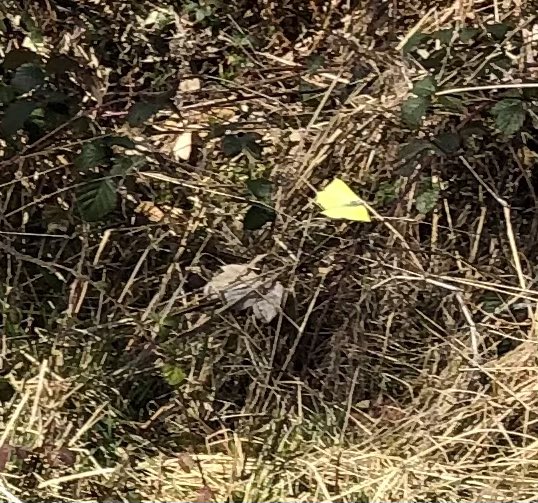 Boothamshaw's tweet photo. Yippee! Common brimstone butterflies are in flight at #Howsham wood today! Spring has sprung. @YorksWildlife https://t.co/qbcVfhOKkW
