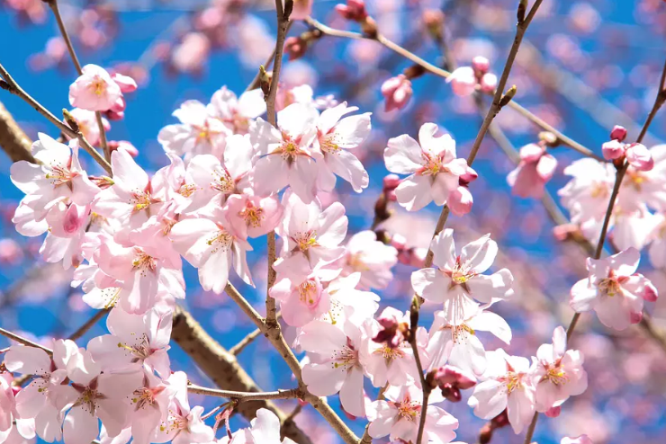 約100年ぶりに発見された
新種の桜🌸クマノザクラ

ここ最近、📺テレビでも
取り上げられるようになり
全国で話題沸騰中です 👀

特徴や観賞のポイント、
100年間も発見されなかった理由を
観光三重で詳しく解説中です👇
kankomie.or.jp/report/614
