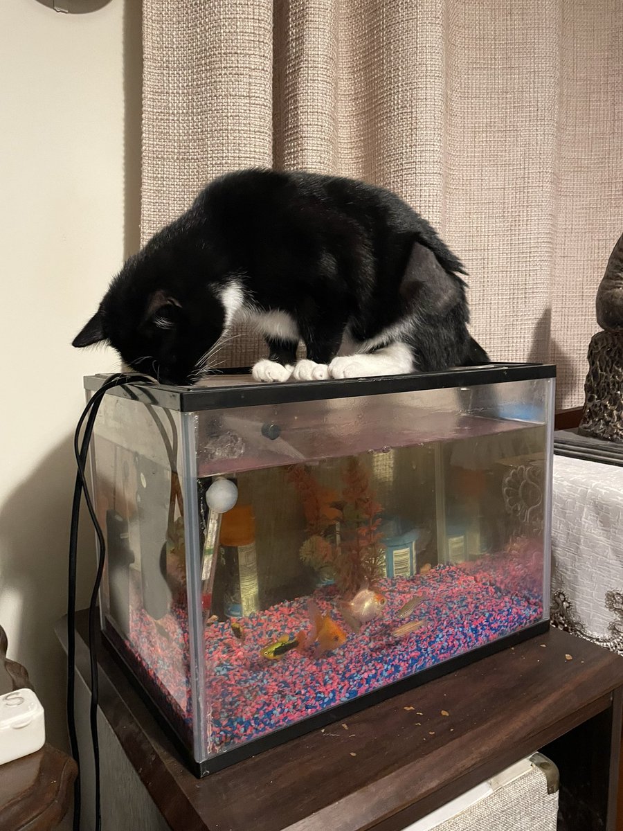 TjoLoLo7's tweet photo. I fell asleep for about 10 minutes to wake up to.
Kitten on top of the fish tank.
Kitten then lye on my legs watching the tank.
No animals were injured.

#KeepingFish 
#KeepingaCat https://t.co/6ZPXPpELtx