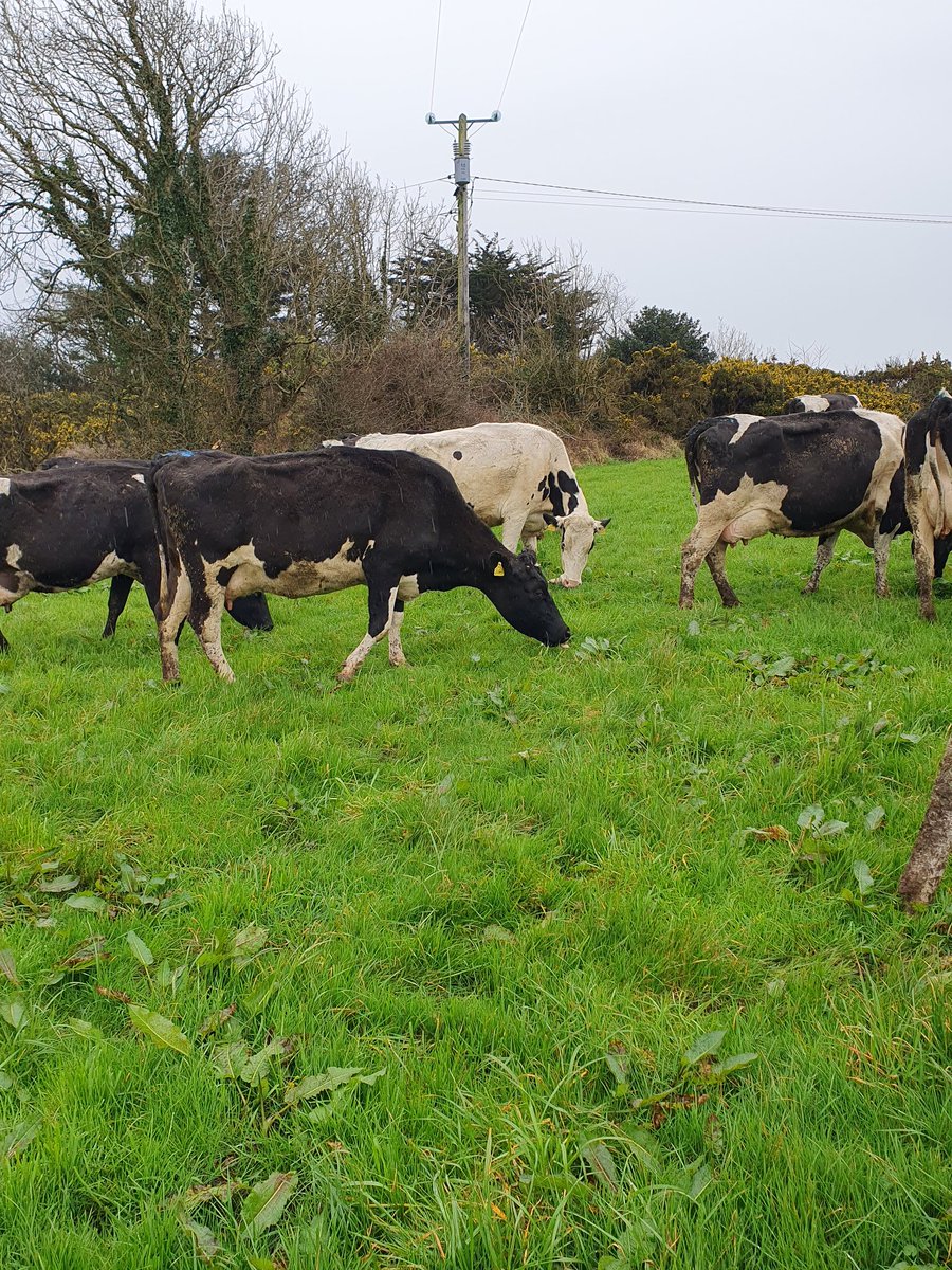2pintpaddy's tweet photo. Cows out for 2 to 3 hours, monitoring them closely, it's been a challenge to get them out the last few days.
64% Of farm grazed so far.
#GrassToMilk @Drinaghagri #SpringRotationalPlanner https://t.co/H0hlfHO38a