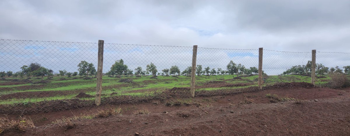 Dr Nyumba Tobias, PhD(Cantab), MSCF (York) tweet media