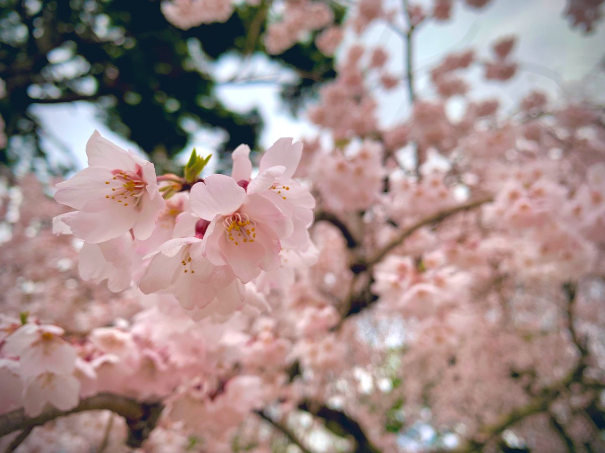 「京都1〜2日目!市内の北東側をうろちょろしてました写真で見るとイッパイ桜咲いてる」|R🚂E🚂Iのイラスト
