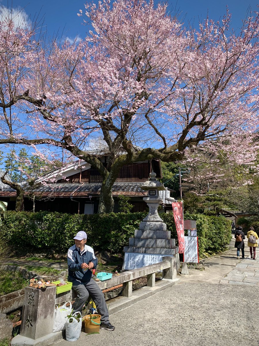 「京都1〜2日目!市内の北東側をうろちょろしてました写真で見るとイッパイ桜咲いてる」|R🚂E🚂Iのイラスト