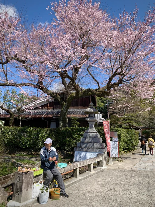 京都1〜2日目!市内の北東側をうろちょろしてました写真で見るとイッパイ桜咲いてるように思えるけど9割くらいまだつぼみです!! 