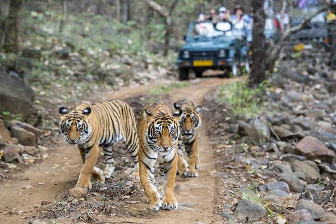 #ExploreBharat #Wildlife 
#RanthamboreNationalPark is situated in Sawai Madhopur district of southeastern Rajasthan. It is one of the most popular national parks of India.1/4