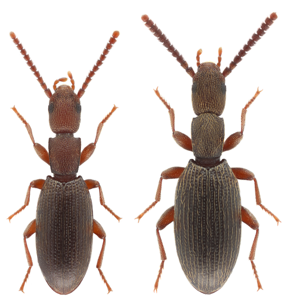 Eutagenia is a darkling beetle genus of tiny beetles (~2mm) with high cryptic diversity, distributed in sandy (unstable) vs. compact-soil (stable) habitats across the Eastern Mediterranean. How does habitat stability affect their evolutionary dynamics? Photo: Christodoulos Makris