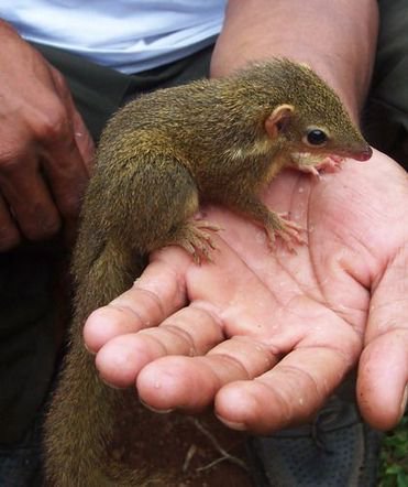 Weird_AnimaIs's tweet photo. Treeshrews aren't true shrews, but are actually closely related to primates.

(Photo Clyde Nishimura) https://t.co/SaI5xUlET8