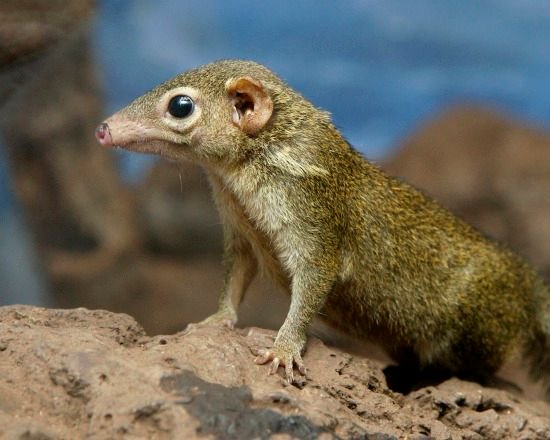 Weird_AnimaIs's tweet photo. Treeshrews aren't true shrews, but are actually closely related to primates.

(Photo Clyde Nishimura) https://t.co/SaI5xUlET8