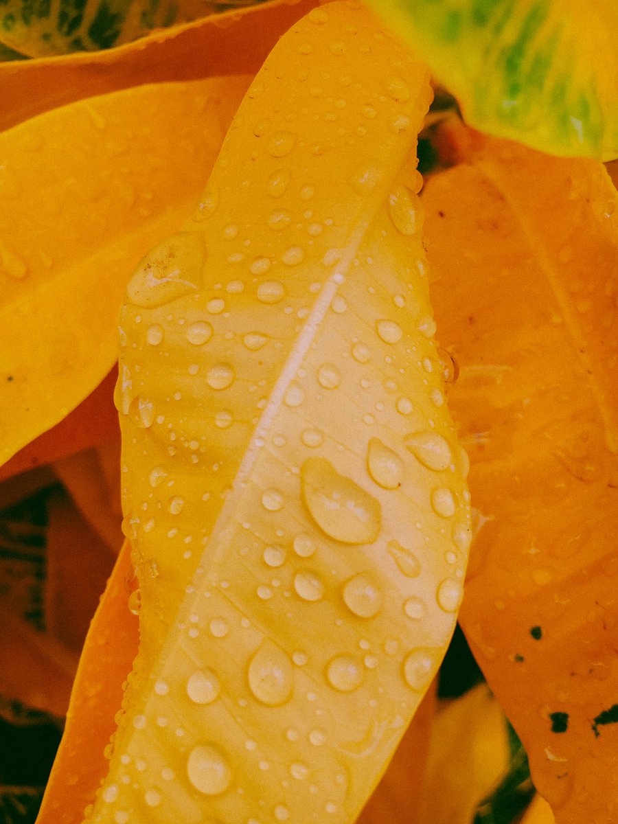 Joshymwemsi's tweet image. Rainy days:Darrainsalaam
#Daressalaam
#shotoniphone6 
#plant
#rainydays 
#photography
#pichazasimu