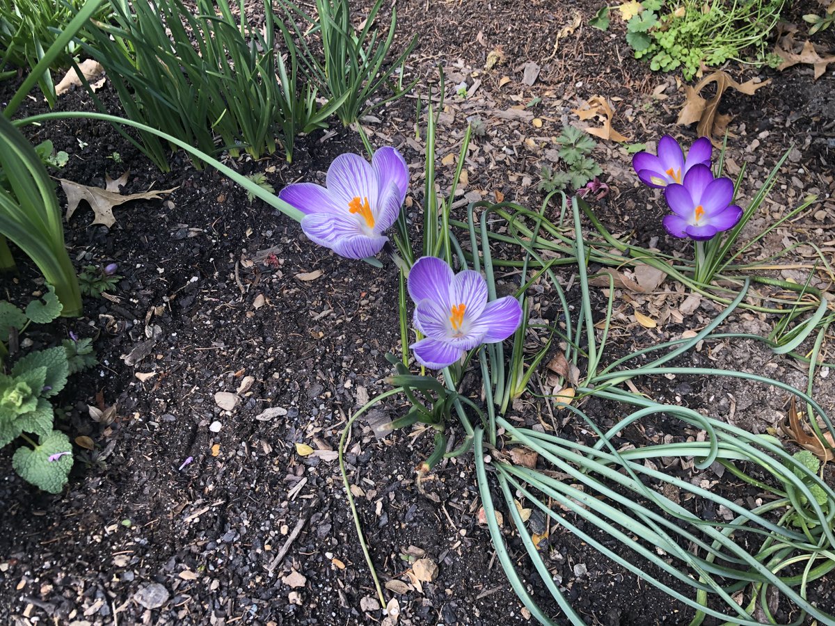 DennisTWatson's tweet photo. 2023 Spring Flowers!! https://t.co/LaSOS7VmOX
