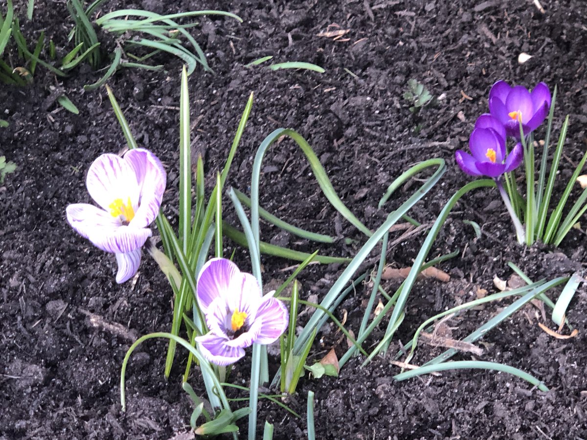 DennisTWatson's tweet photo. 2023 Spring Flowers!! https://t.co/LaSOS7VmOX