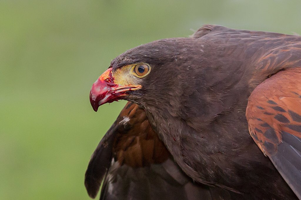 Weird Animals on Twitter "Harris's hawks are the only birds of prey