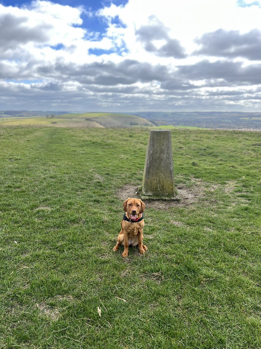 RalphasaurusRex's tweet photo. Push onwards to the next one.
Never worry where you’ve been, it’s in the past, there are no re shows in life just regains and they come from looking forward, knowing what you want to achieve and going after it. Happy Sunday
#mentalfitness #foxred #labradorpup #princessleia https://t.co/jTVvBmbg2O