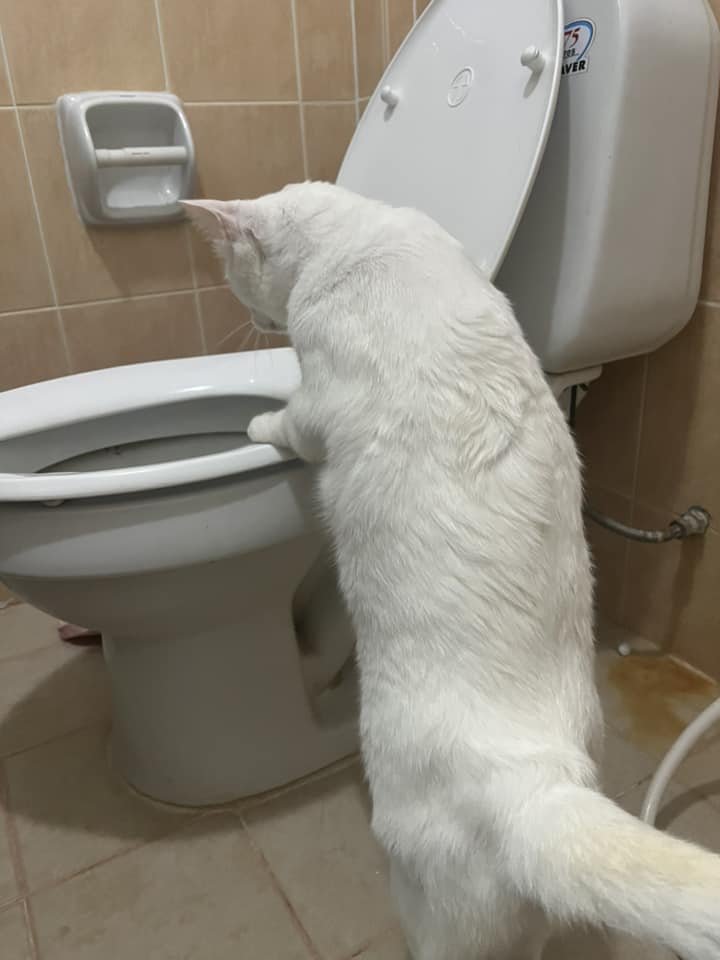 A Dog Who Will Only Drink Water Out Of Toilet