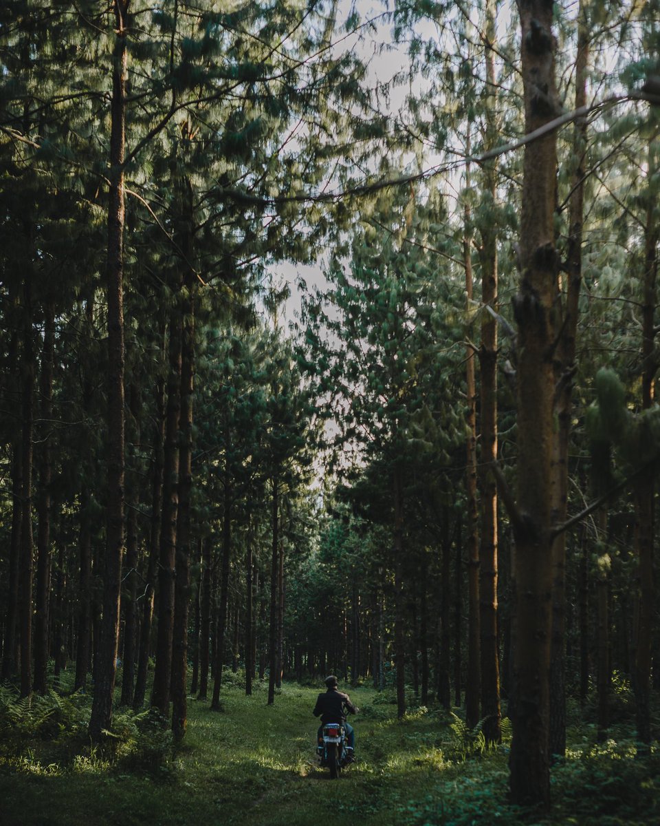 HemediRasuli_'s tweet photo. NATURE DRIVE
#arushatanzania #nature #portraitinnature #travelphotography #traveltanzania #visittanzania https://t.co/oZWSld1PkZ