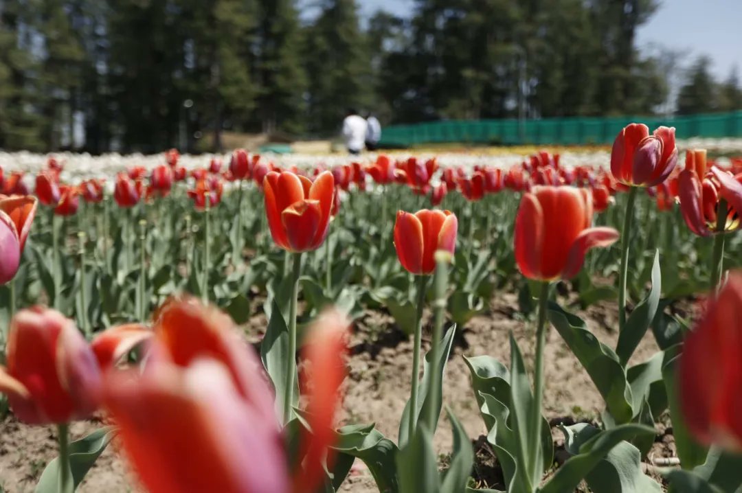 JammuTourism's tweet photo. Step into the Sanasar Tulip Garden, fill your heart with pleasure vibes.

@Syedabidshah @devansh_IAS @diprjk @OfficeOfLGJandK @amarjeet_kas @sunaina1977 @JandKTourism @Thakurshersin15 @mussaratzia @sarmadhafeez @PMOIndia @tourismgoi @PIBTour @MIB_india @arvsingh01 @PIBSrinagar https://t.co/fIW5WIpeMQ