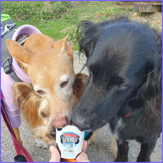 We would normally have a #TeamworkTuesday today but I decided to give it to the dogs instead. 

Definitely teamwork getting through this little tub of doggy ice cream!

#AMZart #SmallBiz #manormusketeers  #elevenseshour