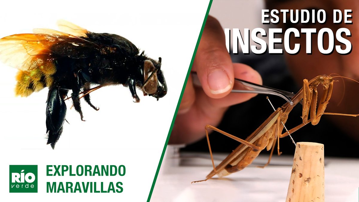 rioverdeoficial's tweet photo. Ya esta en nuestro canal de youtube nuestro episodio sobre los entomólogos - Explorando Maravillas - Río Verde https://t.co/b2jRDNg9Zx a través de @YouTube https://t.co/FUxxyK21pV