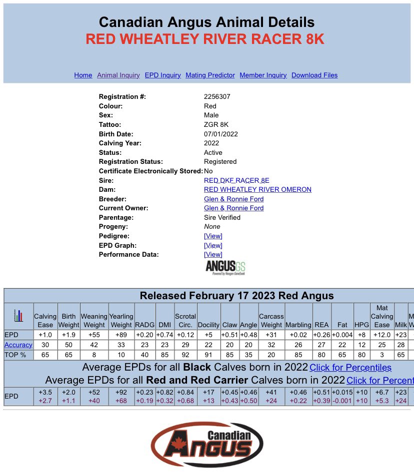 Ronnie Ford (@ronnief08152137) on Twitter photo Red Wheatley River Racer 8K has calve ease, disposition, volume, muscle, performance and length of spine. Racer is a bull we really think will make a great addition to any herd. <a href="/peicattle/">Prince Edward Island Cattle Producers</a> <a href="/maritimeangus/">maritimeangus</a> <a href="/cdnangus/">Canadian Angus</a> Red Wheatley River Racer 8K has calve ease, disposition, volume, muscle, performance and length of spine. Racer is a bull we really think will make a great addition to any herd. <a href="/peicattle/">Prince Edward Island Cattle Producers</a> <a href="/maritimeangus/">maritimeangus</a> <a href="/cdnangus/">Canadian Angus</a>