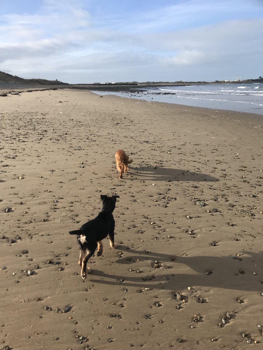 ExplorerJust's tweet photo. My ⁦@Karrimorsf⁩ Sabre 30 was the perfect pack for a wombling session along the coast earlier this morning with the two smallest members of the gang… https://t.co/NbllfvL5xZ