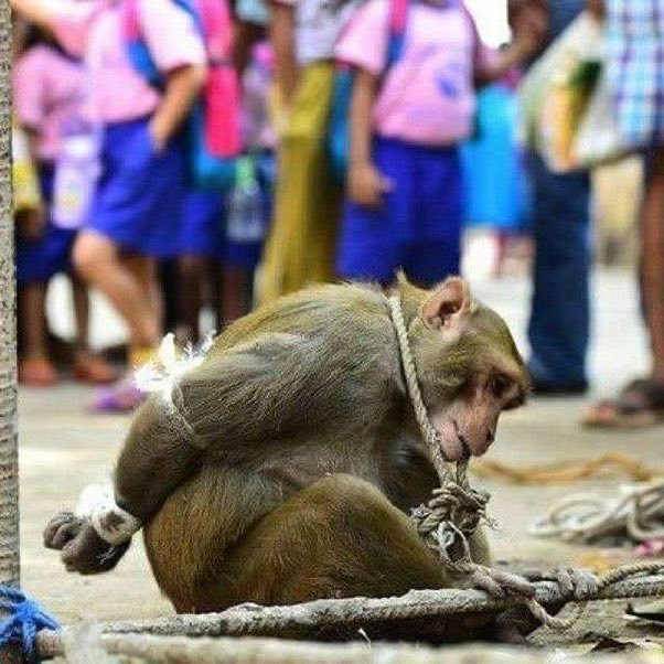 La inocencia secuestrada y aniquilada  
Arrebatar la libertad a un animal es el mayor crimen que el humano puede cometer 
Experimentar y destrozar a un animal es violencia,maltrato e  involución 
#StopVivisección 
#RescateVivotecnia 
#CerremosVivotecnia 
#NoExperimentaciónAnimal