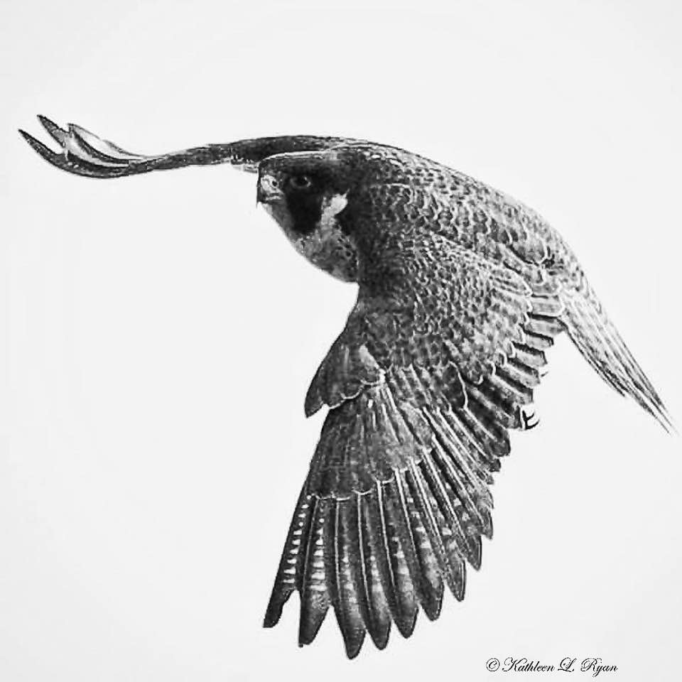 KathleenLRyan1's tweet photo. "Fast Flyer" - Peregrine Falcon, Point Lobos State Natural Reserve, Carmel, CA USA
Photo © Kathleen L Ryan #blackandwhite #blackandwhitephoto #blackandwhitephotography #naturephotography #naturephotographer #fastflyers
#sunshadow #nature #naturephoto #naturalworld #birdinflight https://t.co/CFNHcwKCAO