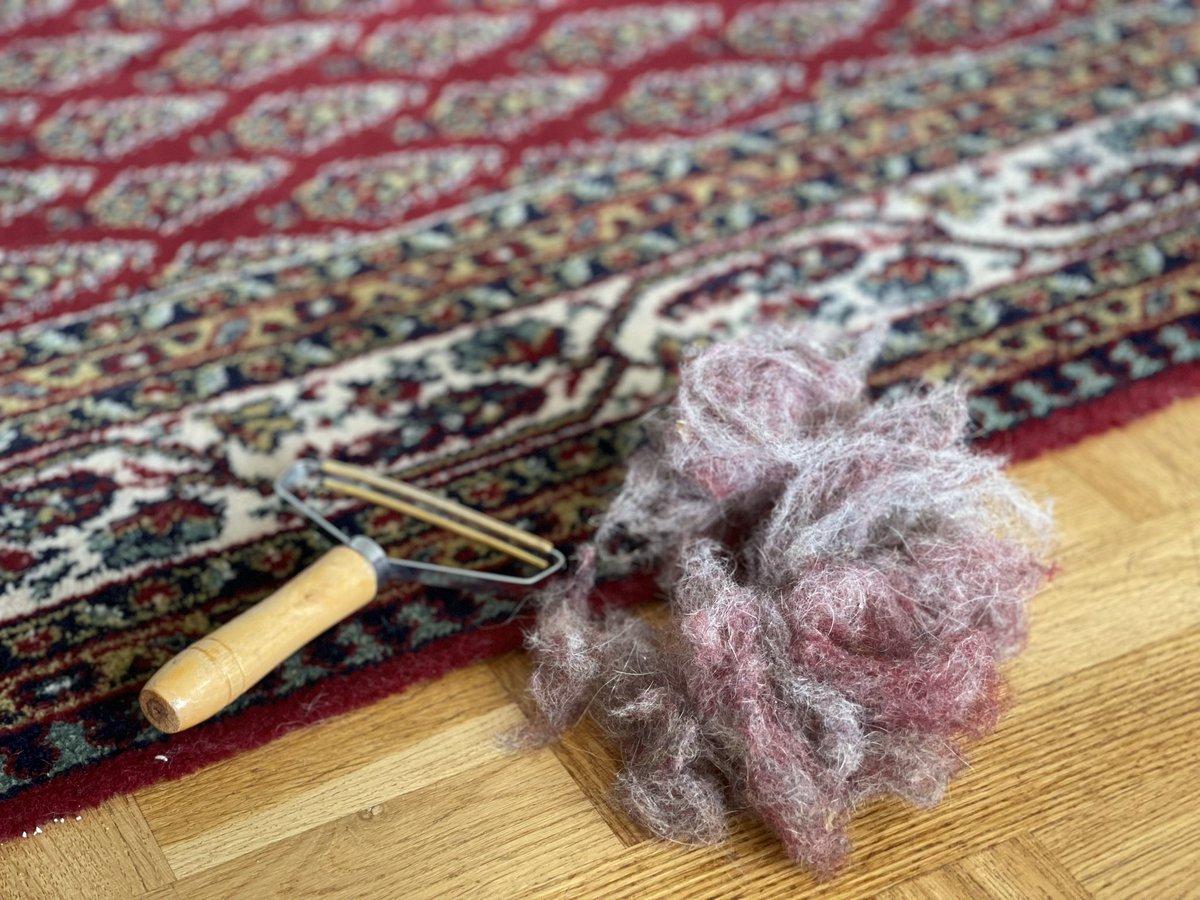 Strangely addictive #hund