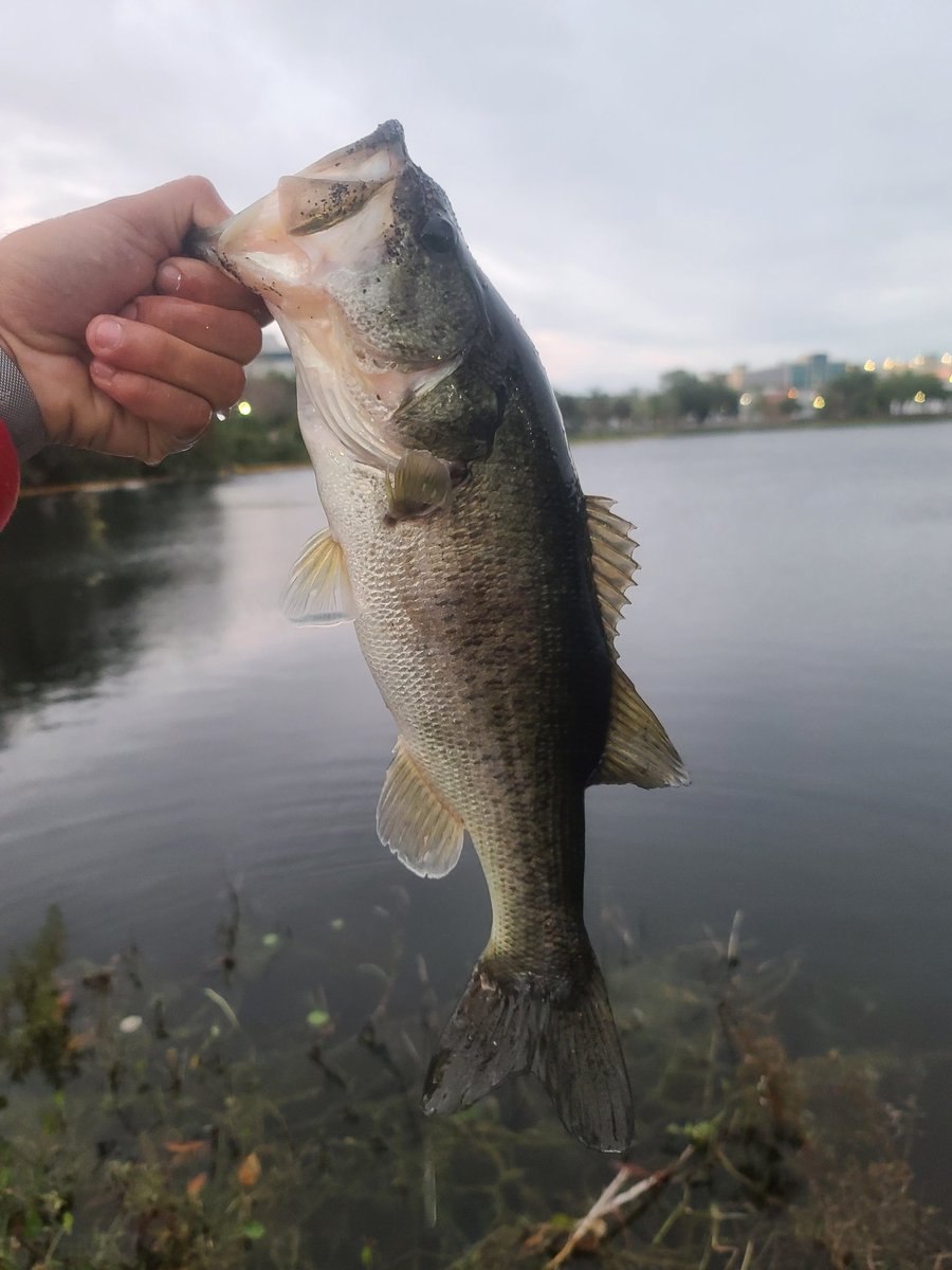 This mornings fish wasn't as big as yesterday's but still a nice fight on the popper 😎😎 #topwaterbass