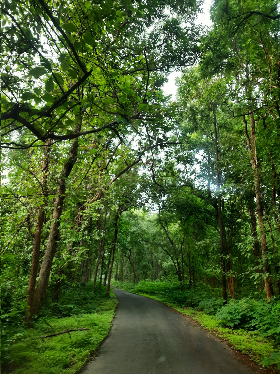 ajay_rc's tweet photo. A serene sunday morning spent at the picturesque Tadoba Andhari Tiger Reserve National Park!

#MarchEnding #MuchNeeded https://t.co/IM3lcwNUFE