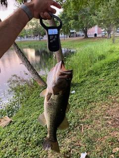 R0BTH3B0SS's tweet photo. Yesterday's 3.3lb bass on the popper 😎😎 such a gorgeous fish! https://t.co/MACmMYEkQY