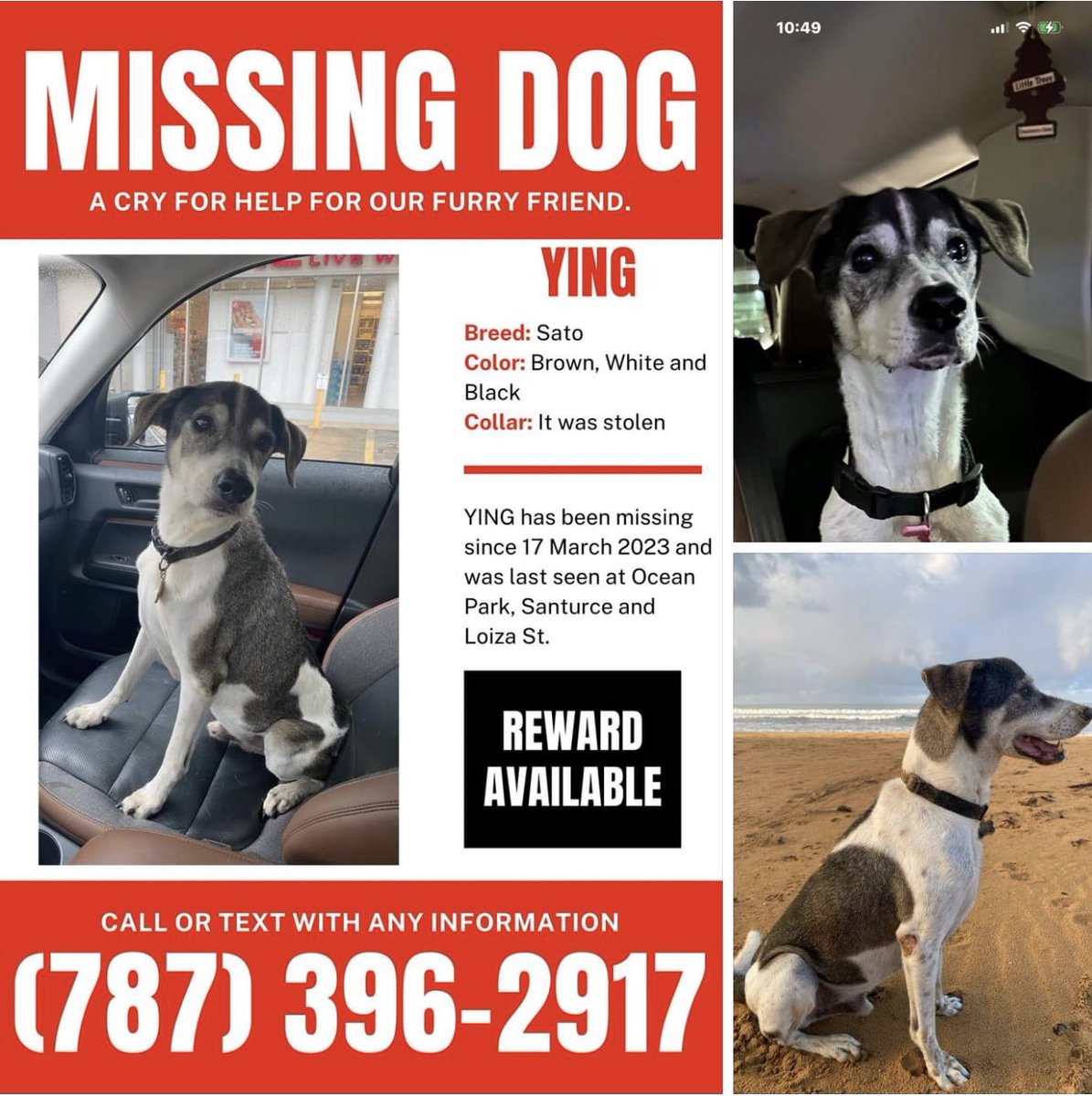 POR FAVOR SI LO VEN RESCATARLO EL NO MUERDE. UNA PERSONA LE QUITO EL COLLAR PARA ROBARLE EL AIRTAG. 

LA PERSONA NO QUIZO COOPERAR Y TENIA EL AIRTAG EN EL BOLSILLO CUANDO LO CONFRENTARON. POR FAVOR AYÚDENME A QUE REGRESE CON NOSOTROS .

Vía Joaquín Villamil