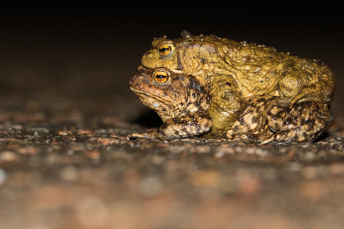 ⚠️LET OP!⚠️ De weersvoorspellingen voor de komende nacht zijn perfect voor de paddentrek! Duizenden kikkers, padden en salamanders gaan opweg naar hun voortplantingswateren! Probeer, indien dit veilig kan, zo rustig mogelijk te rijden en de amfibieën te ontwijken!🙏