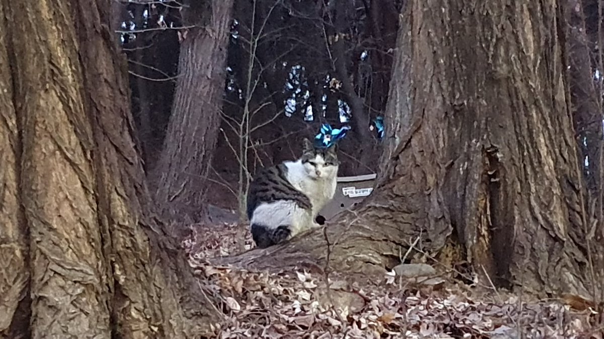 괭이밥 (Oxalis corniculata) 꽃
- 괭이밥과의 괭이밥속(Oxalis, 옥살리스) 식물, 사랑초도 괭이밥속임
- 잎이 3개씩 모여나서 클로버(토끼풀, 콩과 식물)과 헷갈릴 수 있지만 옥살리스 속은 잎이 하트모양이고 클로버는 타원형
- 잎을 씹으면 신맛이남(옥살 산 때문이라고)
+ 🐱 냥이