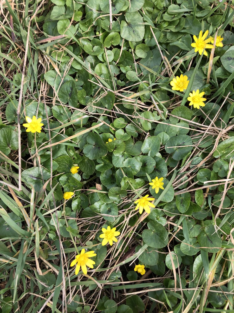 Den Frühling genießen ☀️🌱#elbedresden #scharbockskraut #wildkräuter