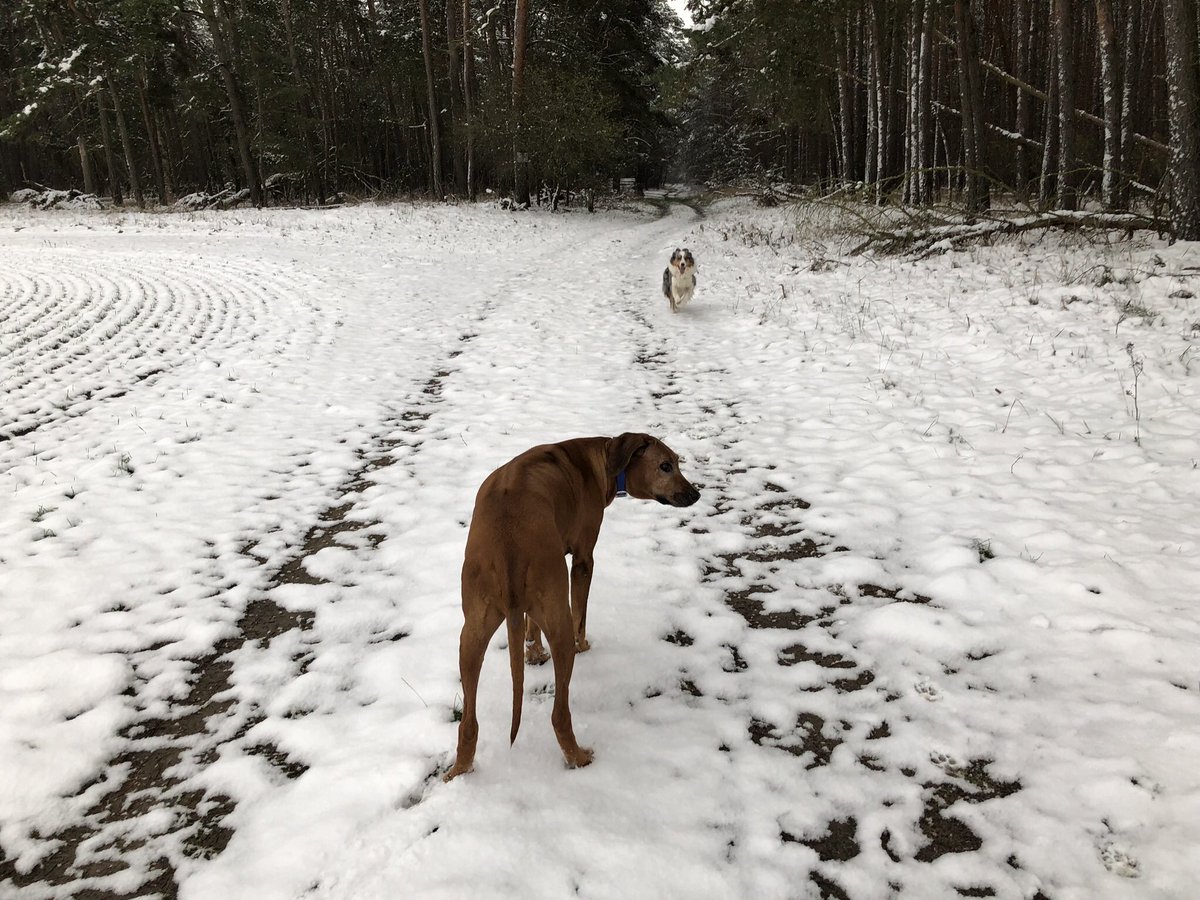 Still snow up north… cool! 🐾 ps here is my song of the day for ya! Enjoy & pls share on! youtu.be/o_GYbWGr-kE
#aMarionThang #heathens #bandcover #acousticcover #twentyonepilots #songcover #coversong #marionfiedler #songwriterslife #nashville #travelingmusician #bestsong #usa