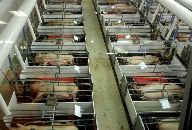 RathboneKim's tweet photo. Almost everybody thinks of themselves as kind & compassionate. Surely, they would protect the innocent & seek to avoid suffering. Nearly all are self proclaimed animal lovers.
We are not asking you to change you ethics. We are asking you to live by the ones you already claim...🧵 https://t.co/qlyf1w2cEz