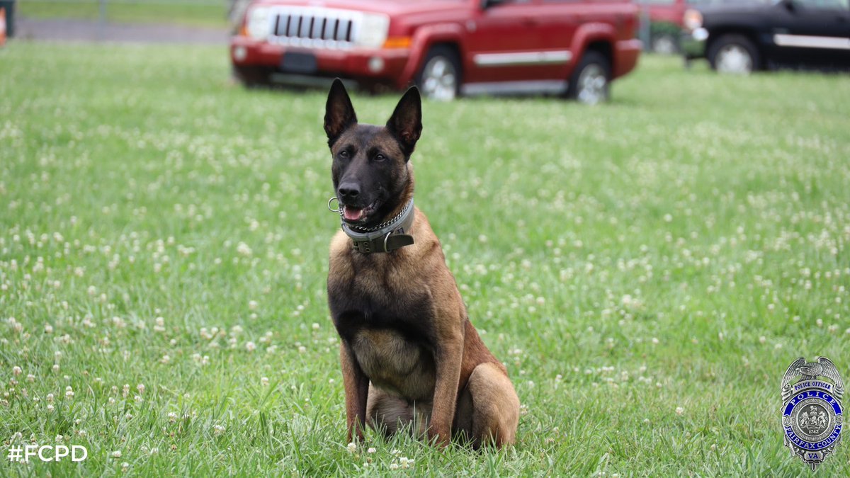 FairfaxCountyPD's tweet photo. Paw-lease join us in wishing Patrol K9 Tango a very Happy 4th Birthday! #FCPD https://t.co/vQnWDYbU6V