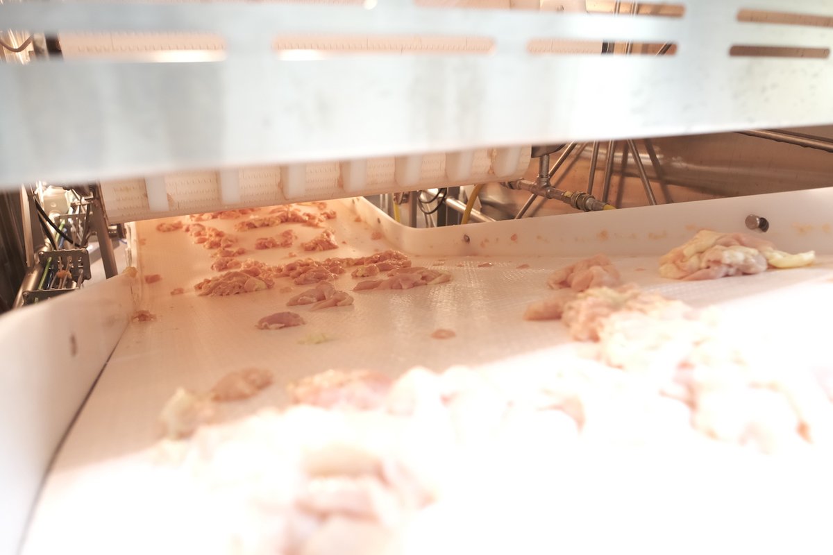 PPOptica's tweet image. It&apos;s #NationalPoultryDay!

With our Smart Imaging System, we&apos;re proud to support #PoultryProcessors in optimizing their production through foreign material and #WoodyBreast detection in real time.