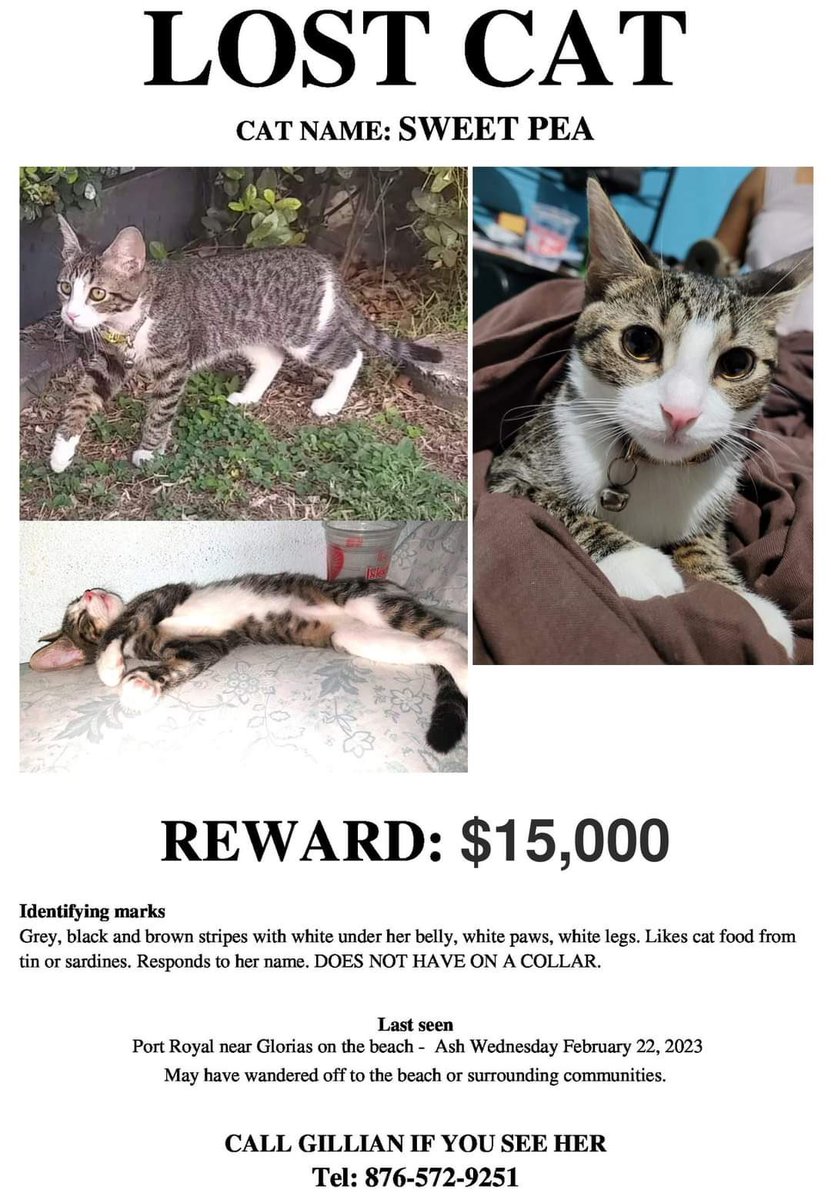 gavindih's tweet photo. If anyone sees this sweet cat please let her owner know https://t.co/ANwK1FWMuo