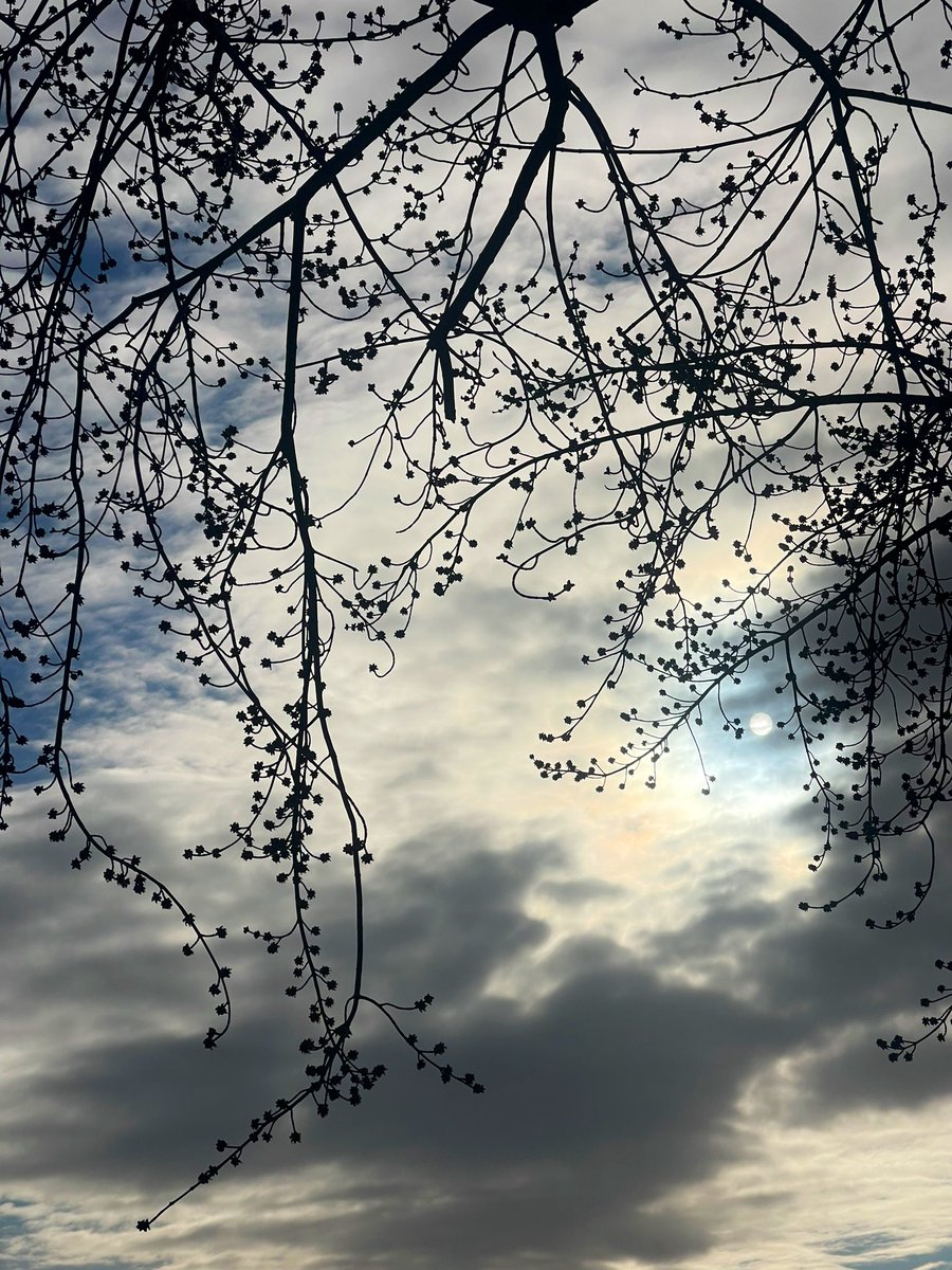 nejsnave's tweet photo. Maple buds and the rising sun #dlws #torobto https://t.co/VD986Op1Et