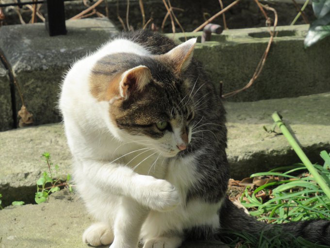 でお代はいかほどいただけるんで？#ねこ　#猫　#キジシロ　#からくりサーカス 