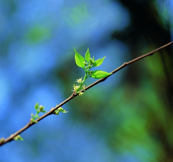 Pancybap's tweet image. Spring shoots