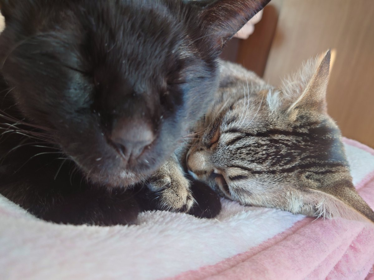 MEME_MAMA001's tweet photo. 今日のノワールちゃんは、ポコちゃんと一緒にすやすやおねんねでした♡
ポコちゃんは子供体温なのか、他の子よりもちょっぴり体温高めで一緒に寝るとぽかぽかなのです☺️

今週一週間も、ノワールは体調良くてホッとしています🥰 https://t.co/kgia7BP64F