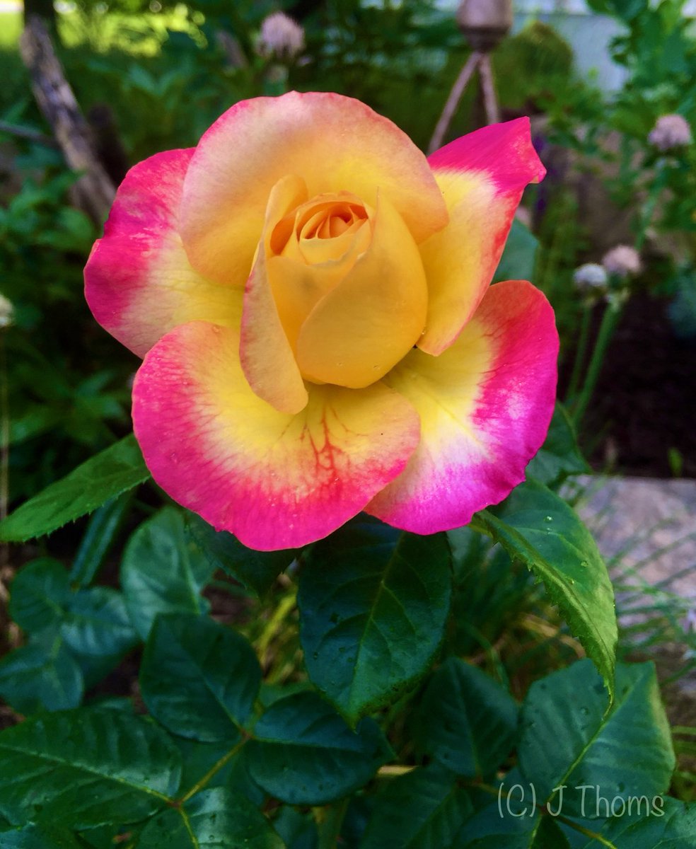 Nothing changes if nothing changes. If you want change in your life, make it happen. 

#roses #photograghy #GardeningTwitter #changeishard #PositiveAttitude #flower
