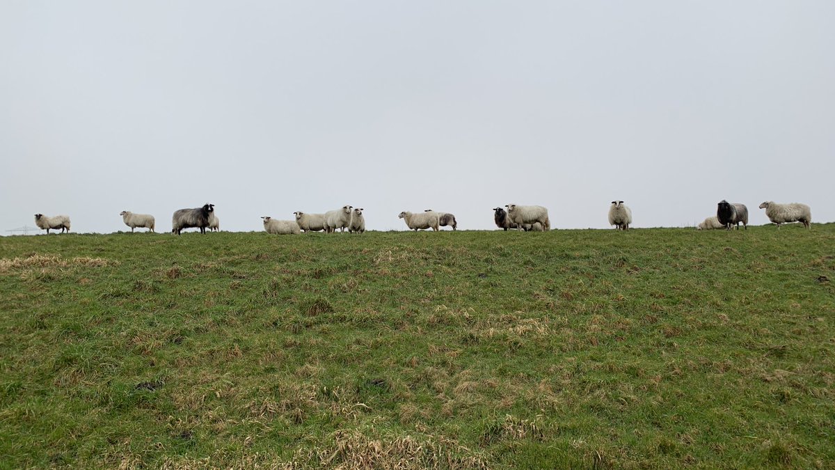 auke233's tweet photo. Als er één schaap op de dijk staat, zijn er vaak meer. #dijk #wandelen #westland https://t.co/9UYUWFeJAV