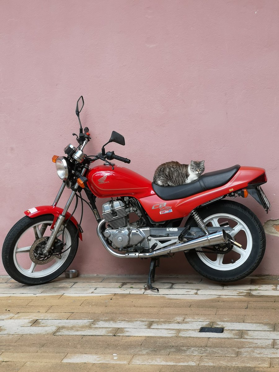 euskalsouvenirs's tweet photo. Gernika-Lumo, Bizkaia.

#katua #gato #motorra #moto https://t.co/25OLXWJduP