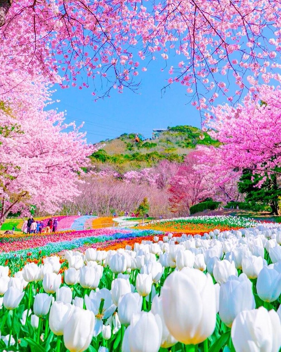 VieNatureSavoir's tweet photo. Good afternoon 🌿🌿💜🌿🌿
#nature #NaturePhotography #NatureBeauty #naturelovers https://t.co/4mPECdkYOn